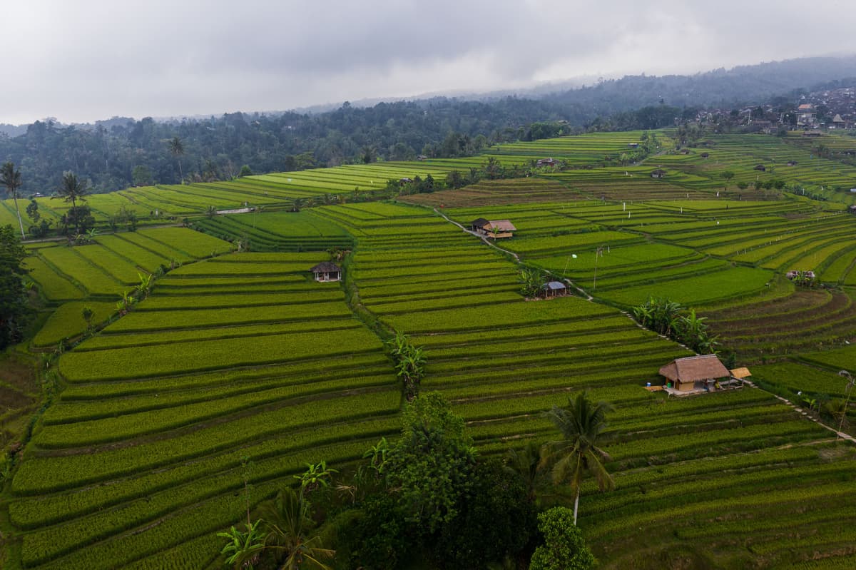 Rice terraces with small farm buildings and the edge of a village, seen from a drone